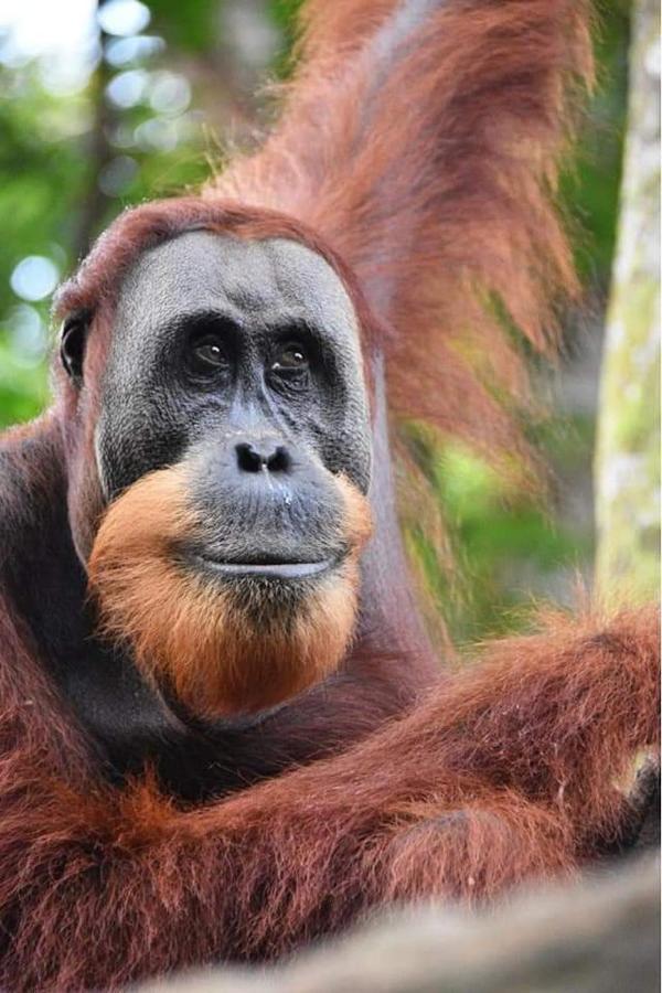 Eco Trekking Lodge, Bar & Jungle Tour'S Bukit Lawang Bagian luar foto