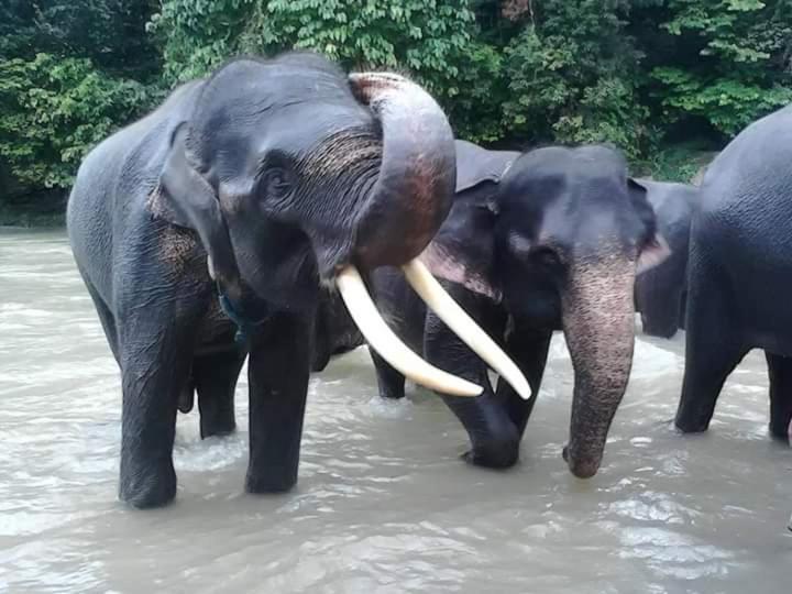 Eco Trekking Lodge, Bar & Jungle Tour'S Bukit Lawang Bagian luar foto