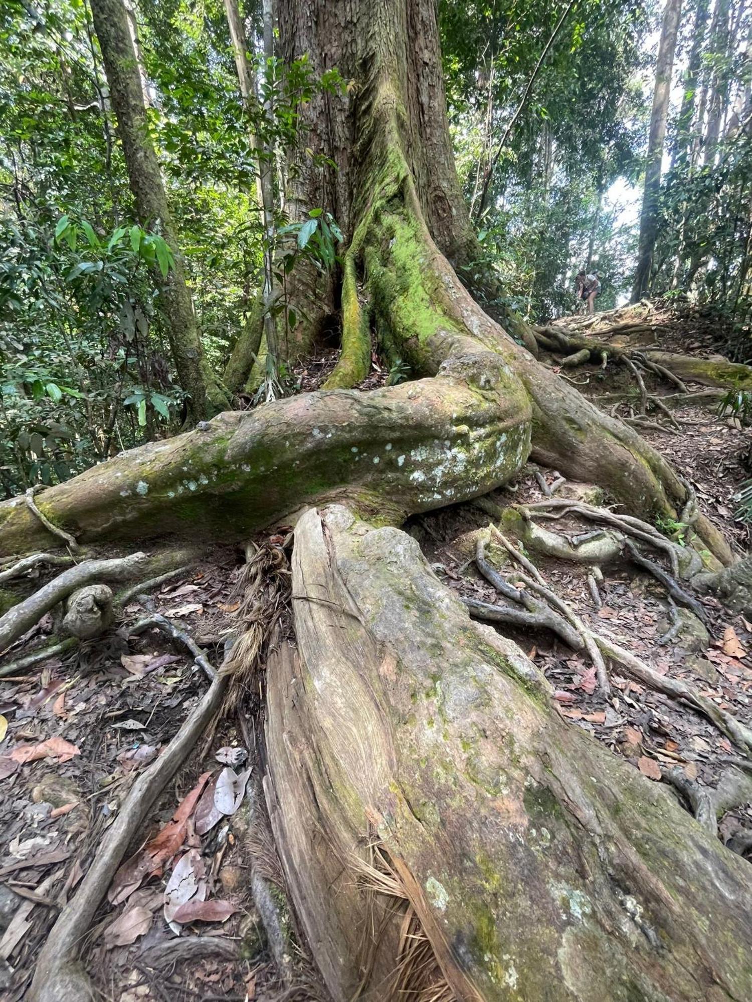 Eco Trekking Lodge, Bar & Jungle Tour'S Bukit Lawang Bagian luar foto