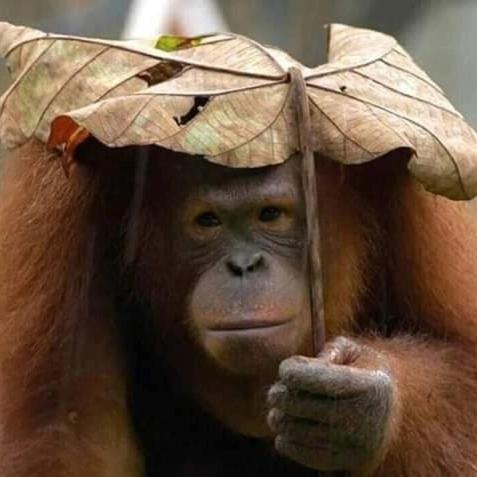 Eco Trekking Lodge, Bar & Jungle Tour'S Bukit Lawang Bagian luar foto