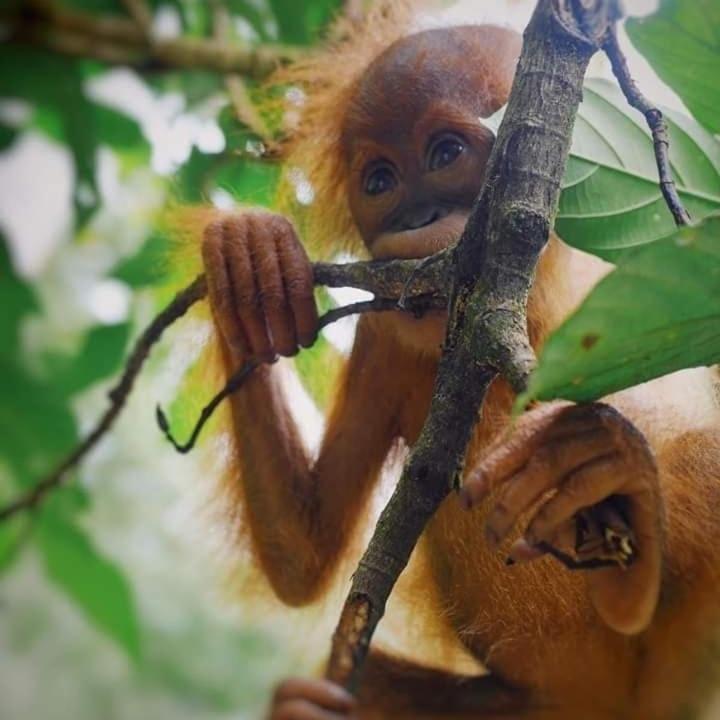 Eco Trekking Lodge, Bar & Jungle Tour'S Bukit Lawang Bagian luar foto