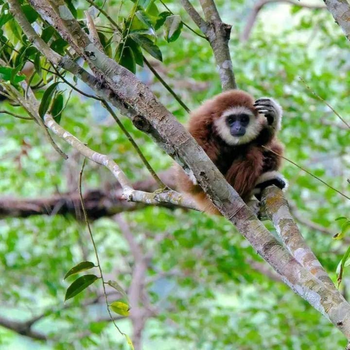 Eco Trekking Lodge, Bar & Jungle Tour'S Bukit Lawang Bagian luar foto