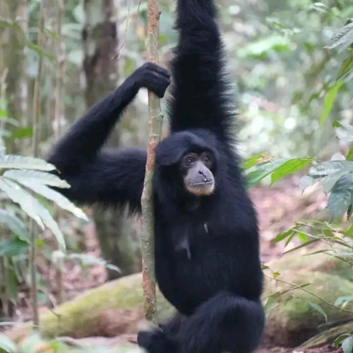 Eco Trekking Lodge, Bar & Jungle Tour'S Bukit Lawang Bagian luar foto