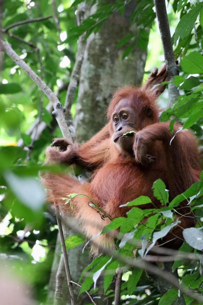 Eco Trekking Lodge, Bar & Jungle Tour'S Bukit Lawang Bagian luar foto