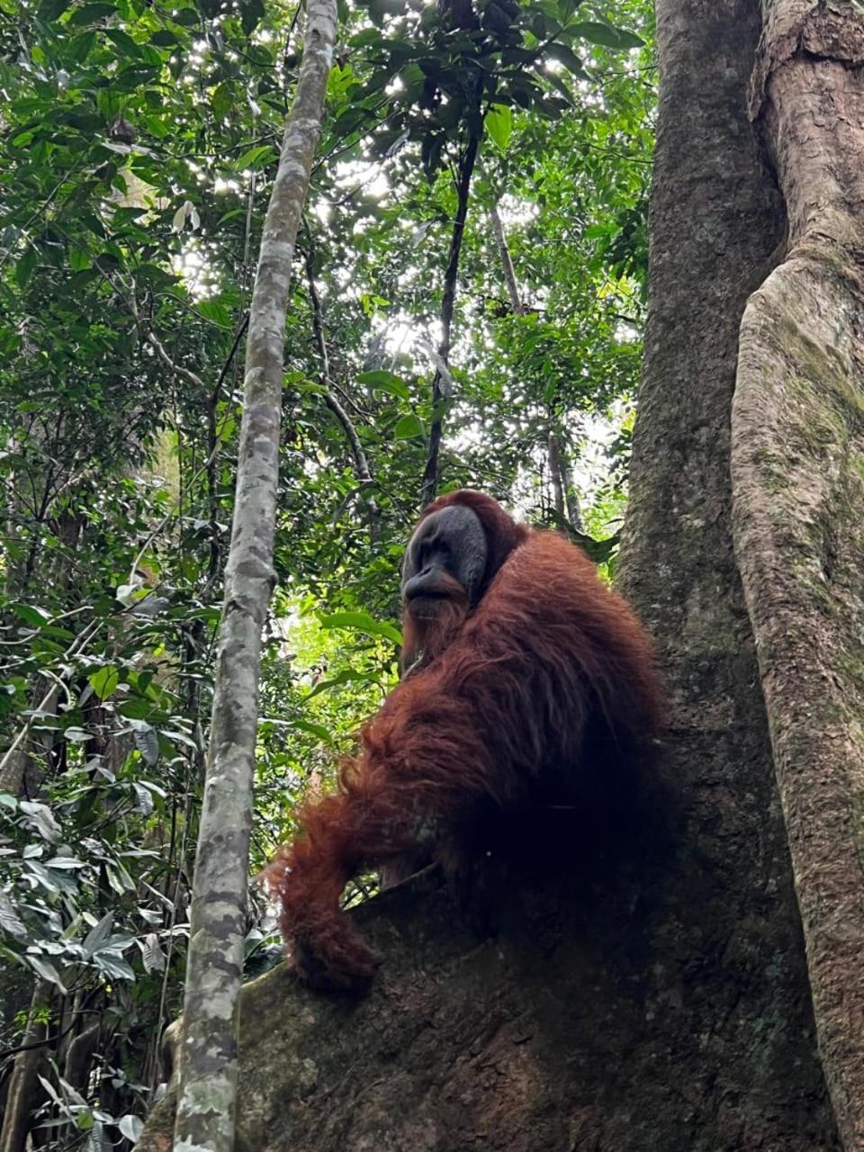 Eco Trekking Lodge, Bar & Jungle Tour'S Bukit Lawang Bagian luar foto